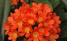 Orange clivia 