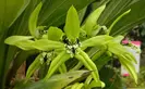 Coelogyne pandurata