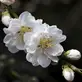 Flowering peach (Prunus persica ‘Early White’), 2022. Digital photograph.