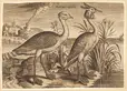 Adriaen Collaert (Netherlandish, 1560-1618), Bustard, Great Crested Grebe, 1580s, engraving, Vance Collection.