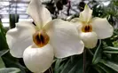 Paphiopedilum Armeni White