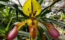 Paphiopedilum tigrinum 'Huntington's Crouching Tiger' 