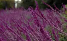 purple salvia leucantha