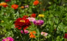 Red, pink, orange, and yellow zinnias