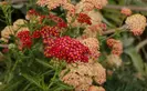 Boquet blooms of mini red flowers with yellow centers stand among blooms of yellow-to-white blooms.