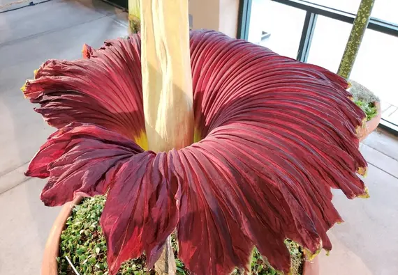 Deep red blooming Corpse Flower.