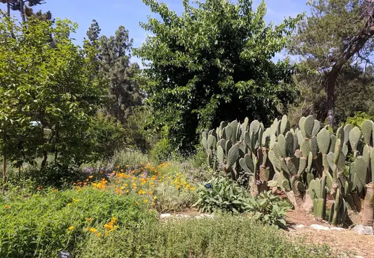 Garden with multiple trees, shrubs, and a cactus