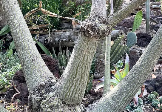 The trunk of a tree grows in three branches. The base of the trunk is swollen.