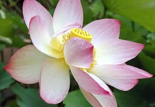 Lily blossom sprinkled with water droplets