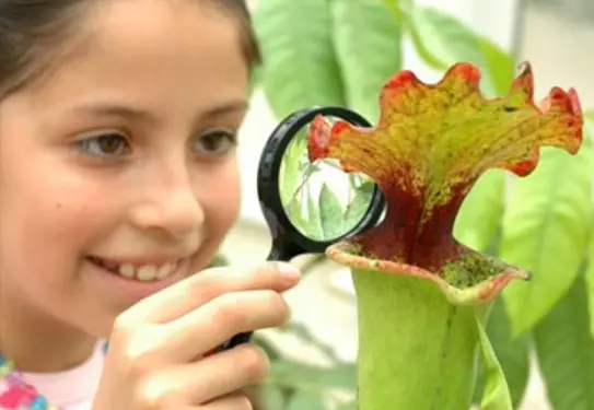 Young girl uses magnifying glass to look at plant.