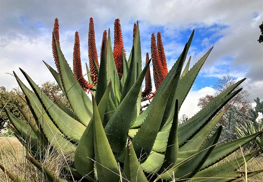 Aloe ferox with red inflorescences.