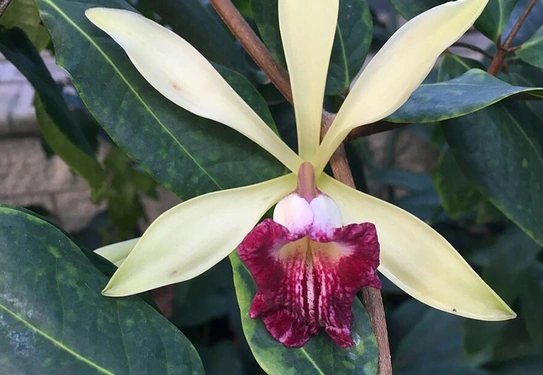 A vanilla plant with yellow leaves and a red flower.