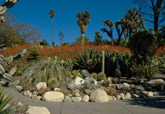 Desert Garden