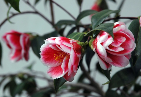 Red and white camellia