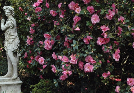 Statue surrounded by camellia 