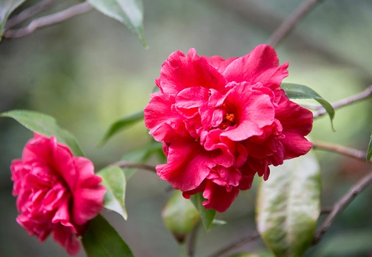 Camellia