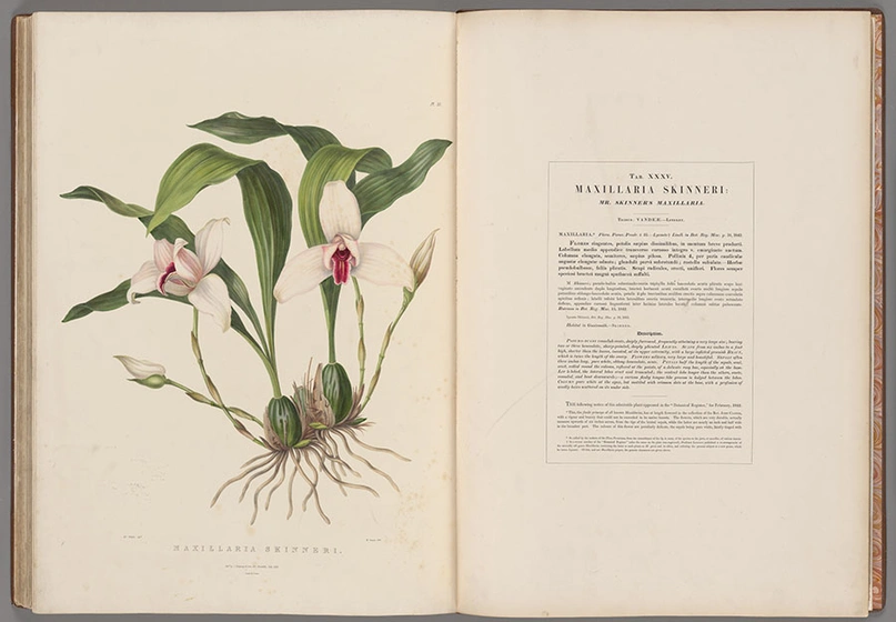 A book open to a drawing of an orchid (left) and text on the right.