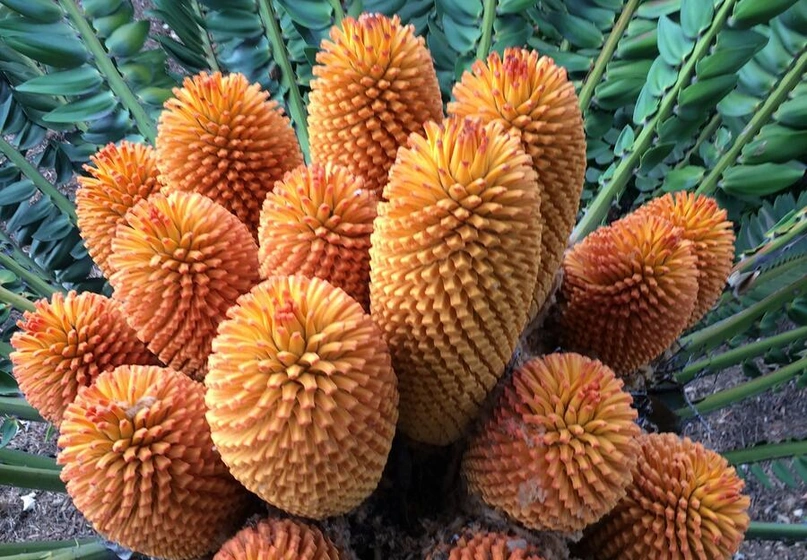 A bouquet of orange cones sits among the green leaves of a large plant.