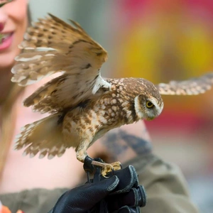 An owl with open wings sits on a persons hand.