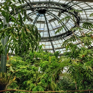 A view of a domed glass ceiling in a conservatory filled with large tropical plants.