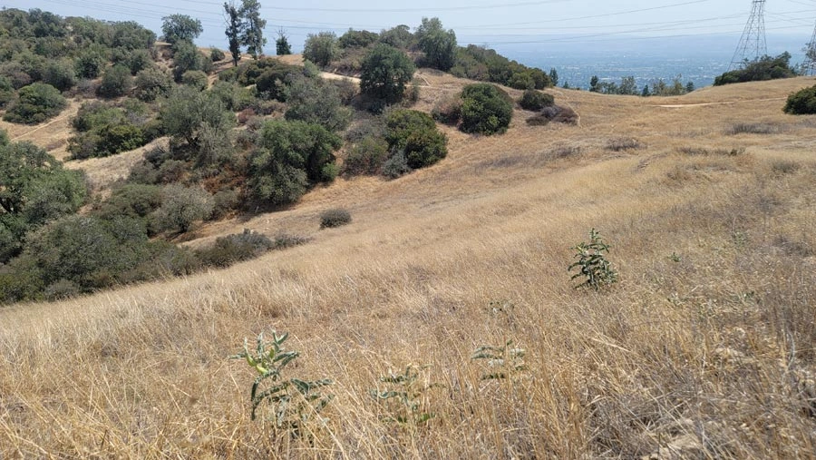 A. eriocarpa.in habitat -Anthony Perez