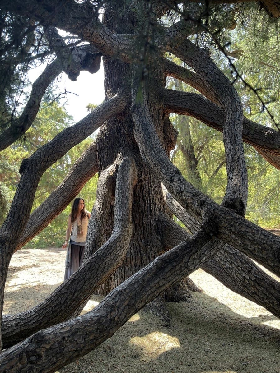 A woman stands by a tree with several intertwined trunks.