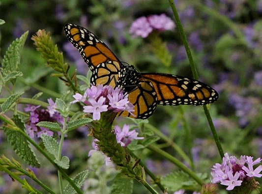 Monarch with Verbena lilacina ‘De La Mina’