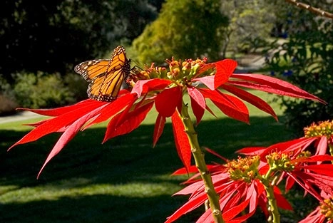 monarch butterfly on Euphorbia pulcherrima ‘Poinsettia’