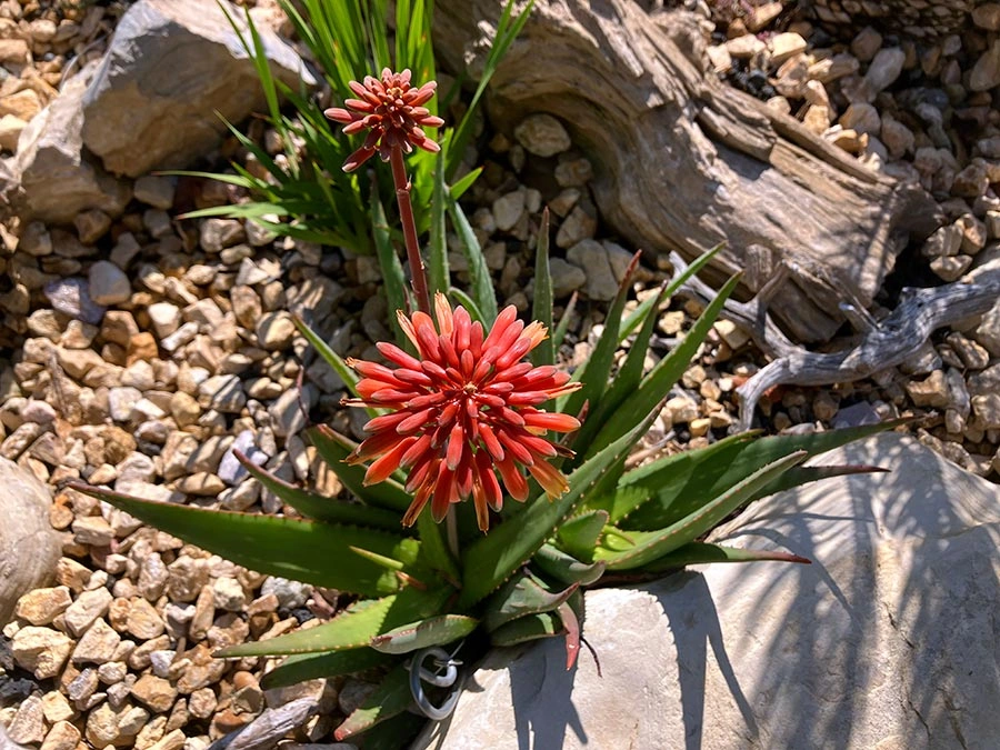 Aloe ‘Rooikappie’, or Little Red Riding Hood Aloe