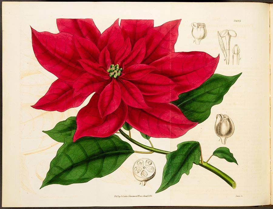  An illustration of a Euphorbia pulcherrima (Showy Poinsettia).