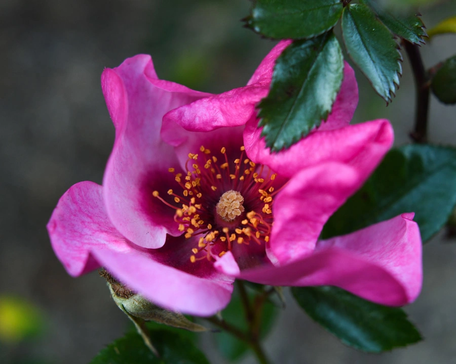 A lavender/purple 'Raspberry Kiss' rose with yellow waxy stigma and stamens viewable in the middle.