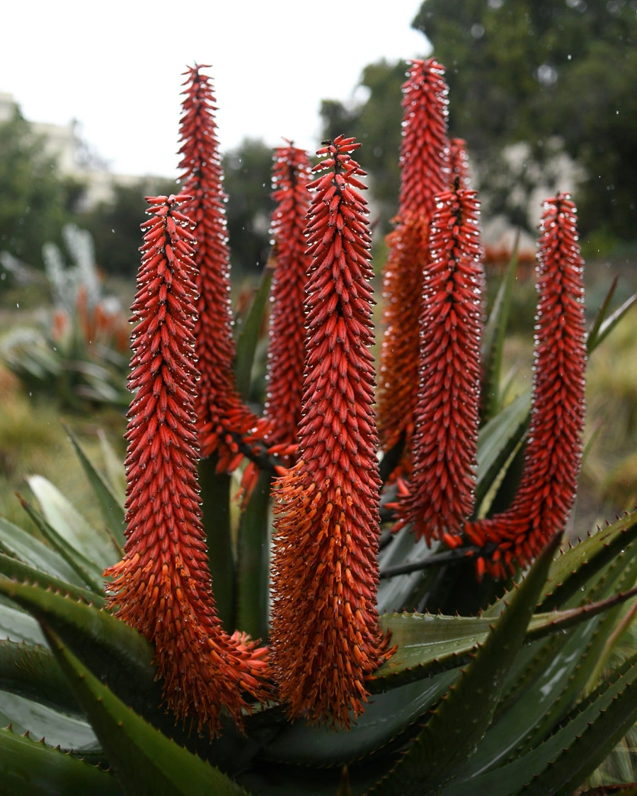 Orange-red aloe ferox with raindrops