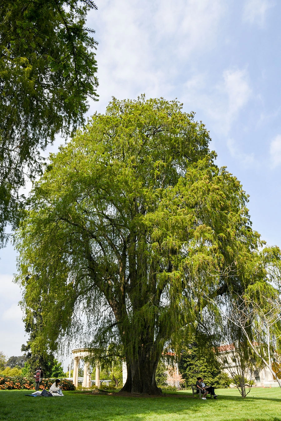 A Montezuma Cypress in the Rose Garden.