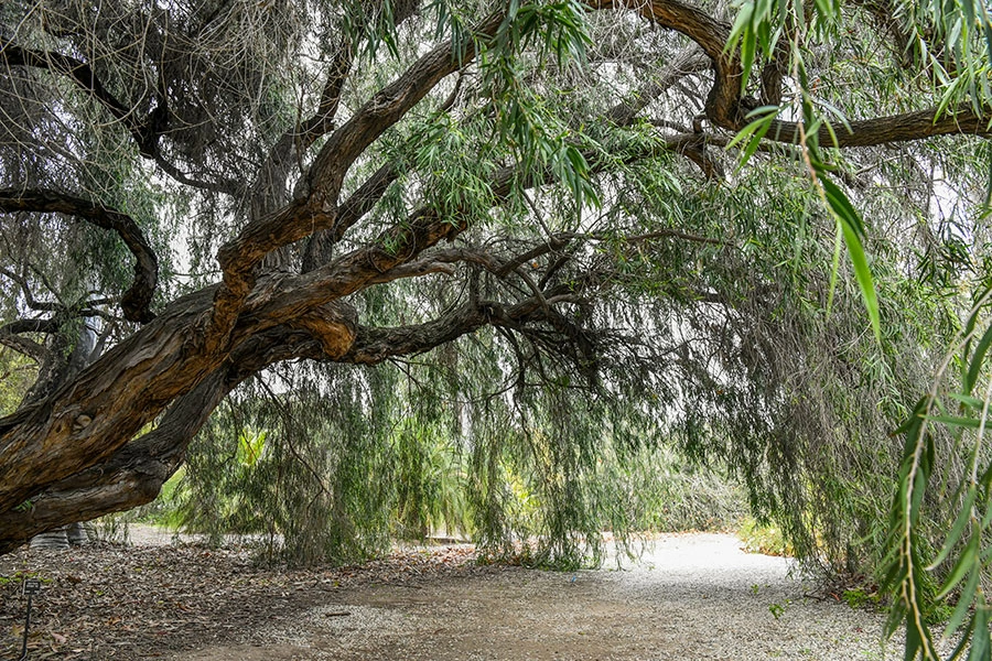 The branches and leaves of a Peppermint Tree form a dome along a walkway.