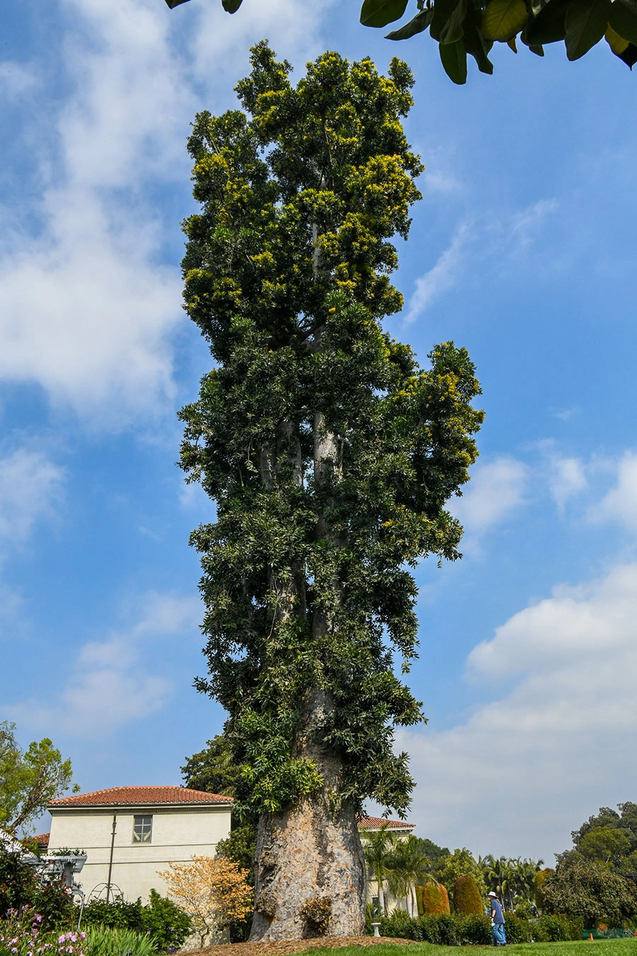 A Queensland kauri stands tall among white clouds and a blue sky.