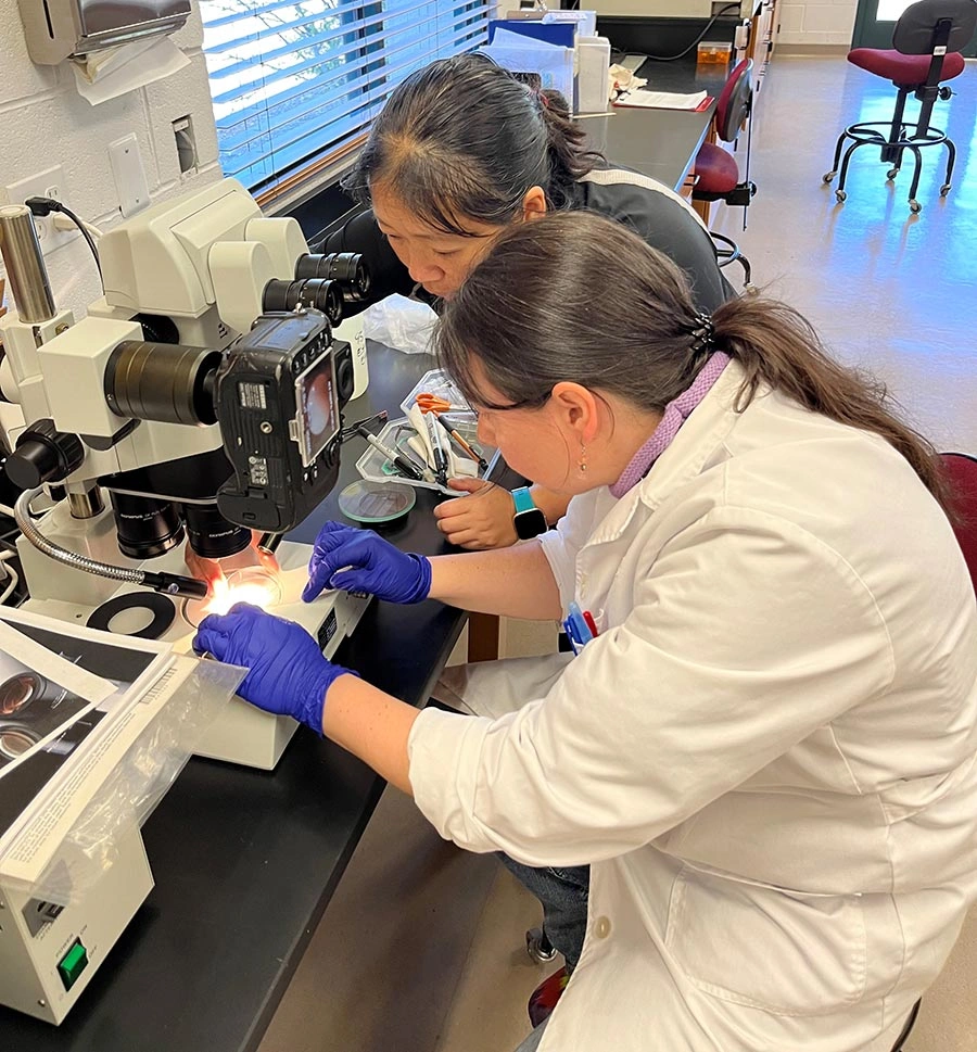 Two people looking at a microscope.