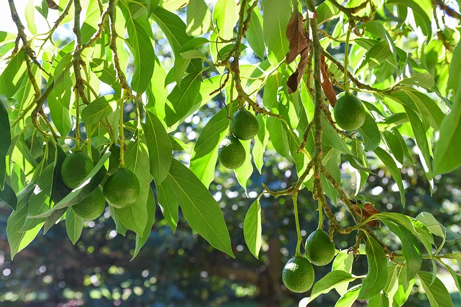 Avocados hanging from a tree.