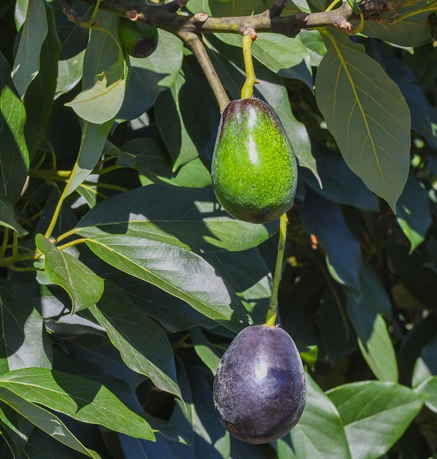 A green avocado hangs above a black avocado on a tree.