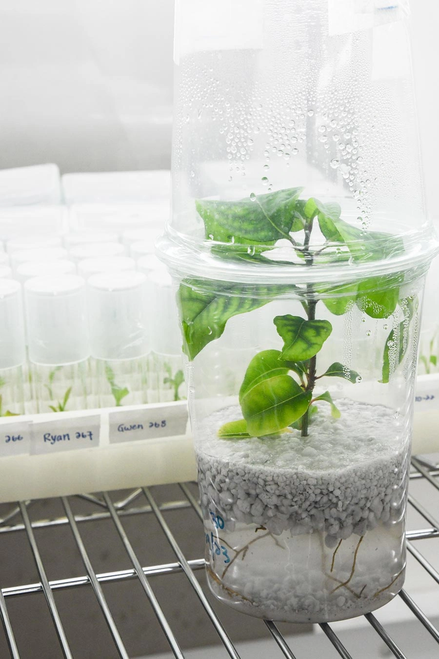 A clear plastic container with a small avocado plantlet.