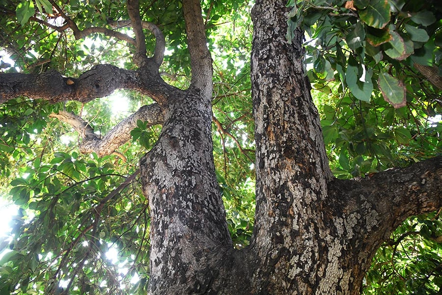 The thick branches of a tree.