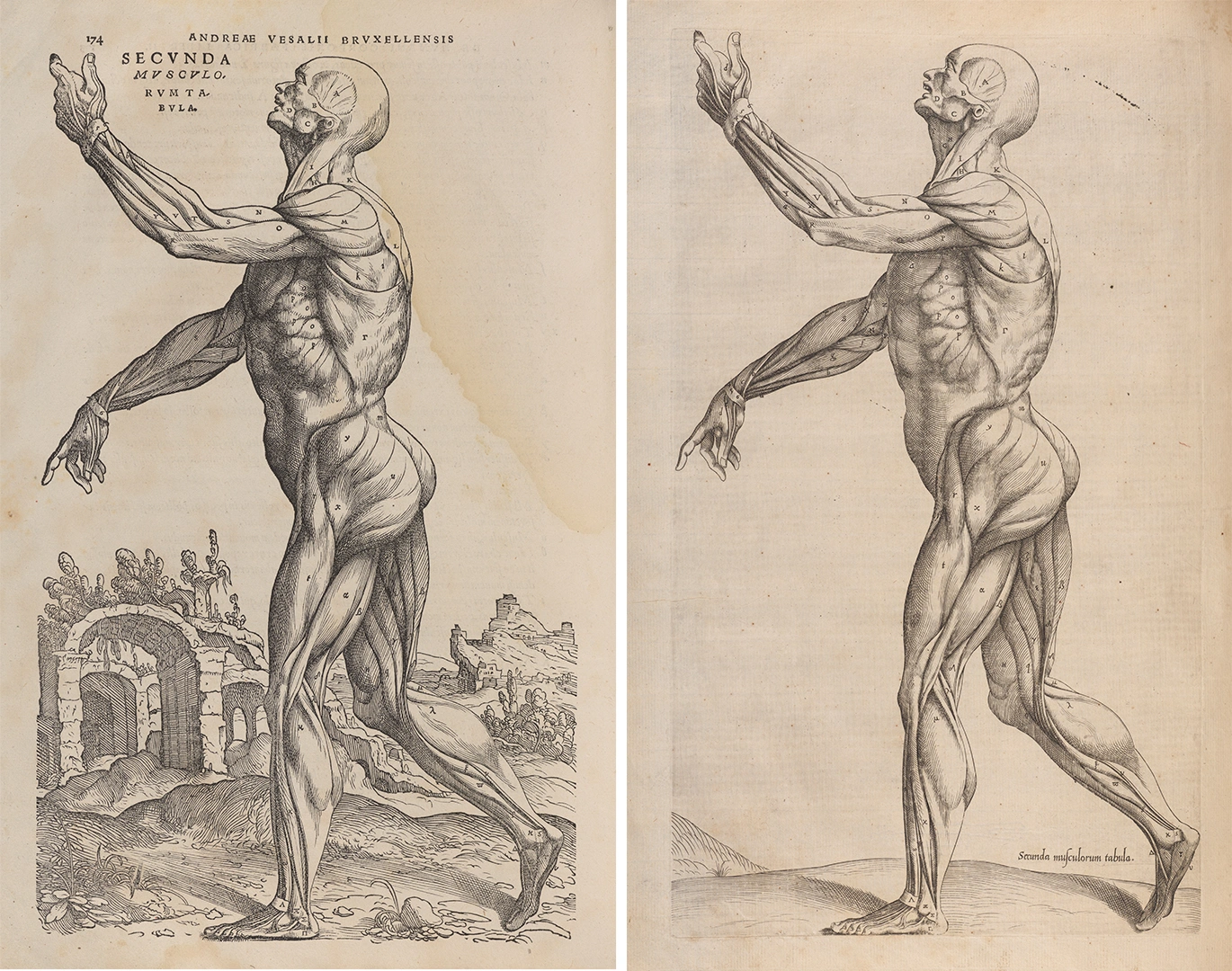 Two pages with illustrations of a human body with exposed musculature. 