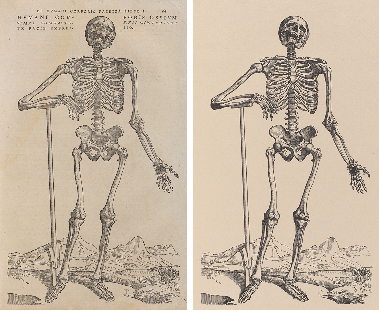 Two illustrations of a human skeleton leaning on a long-handled tool. 