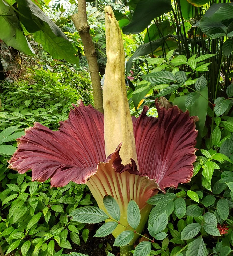 Amorphophallus titanum