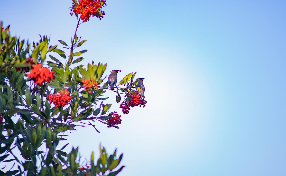 green and red toyon bush and grey cedar waxwing birds