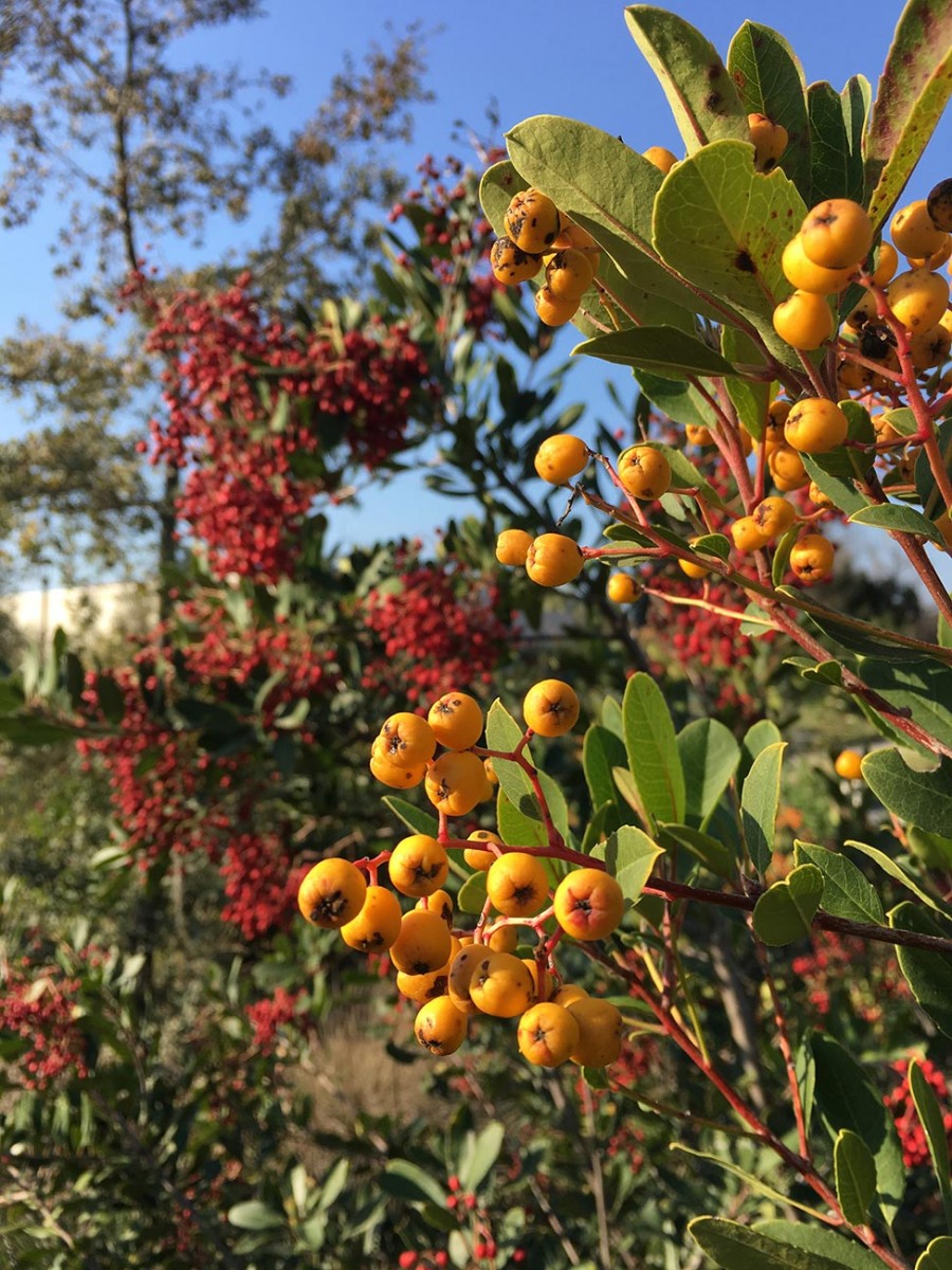 yellow toyon berries