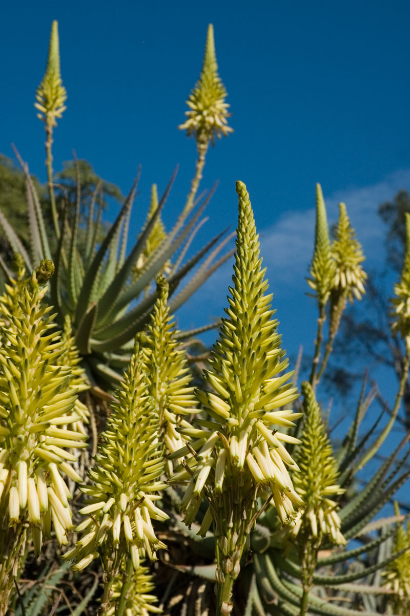 Yellow aloe