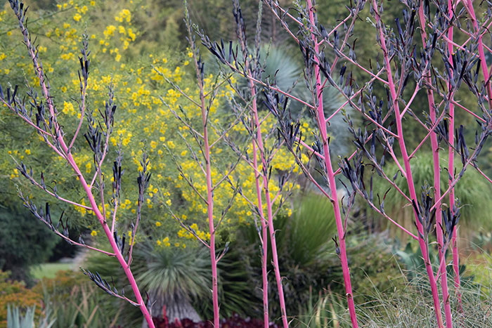 Puya coerulea var. violacea. Photo by Deborah Miller.