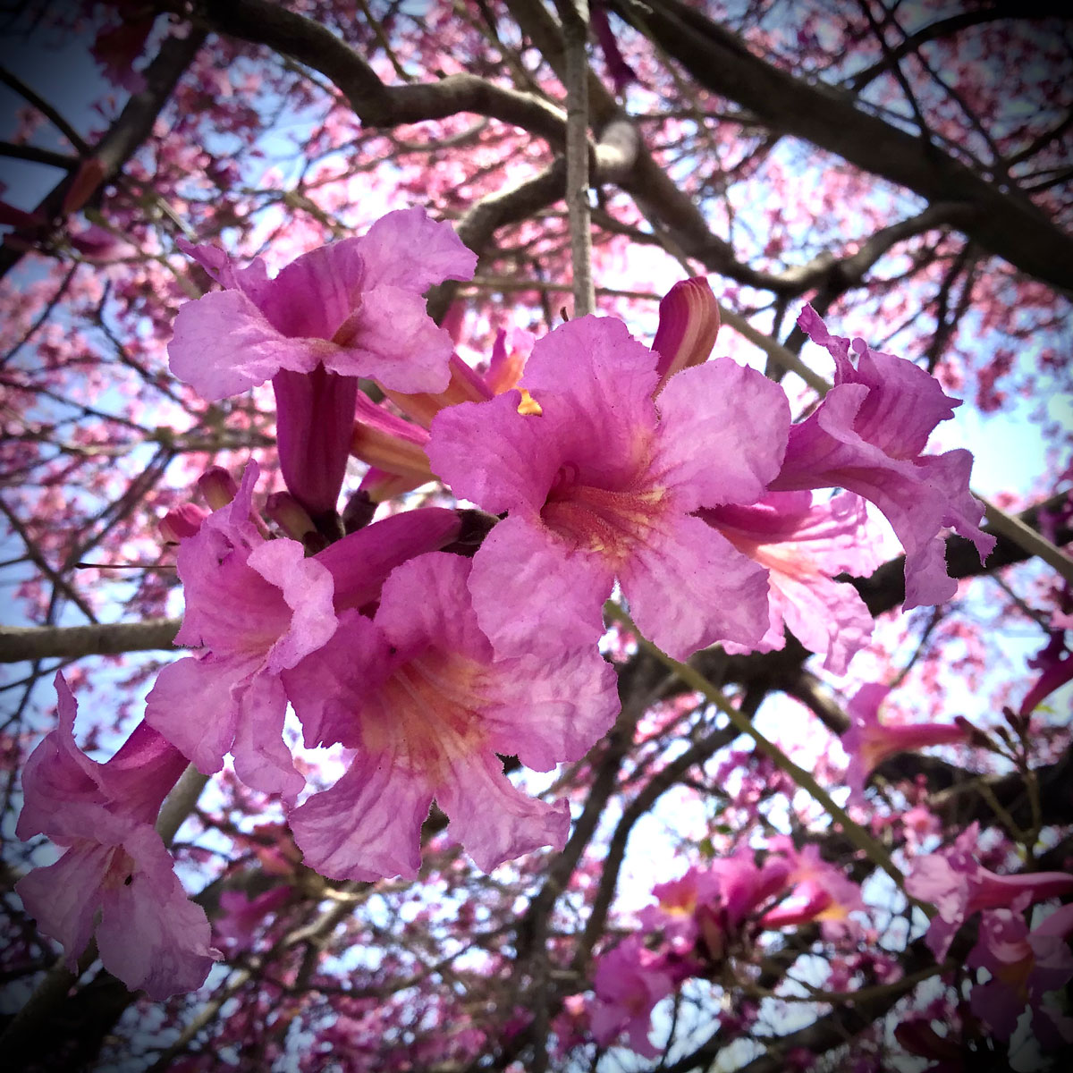 Tabebuia heptphylla pink trumpet tree