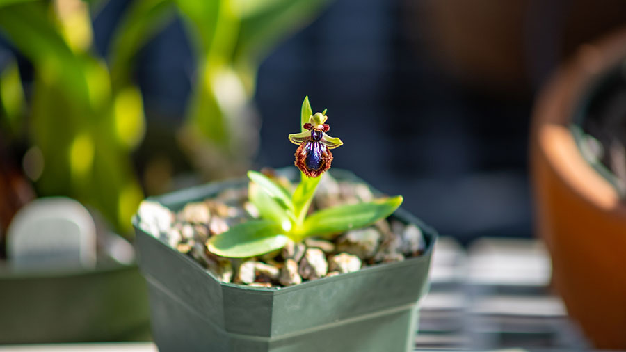 The shiny, metallic patch on this bee orchid (Ophrys speculum) mimics the gleaming abdomen of a female bee. It is commonly known as the mirror orchid. Photo by Aric Allen.