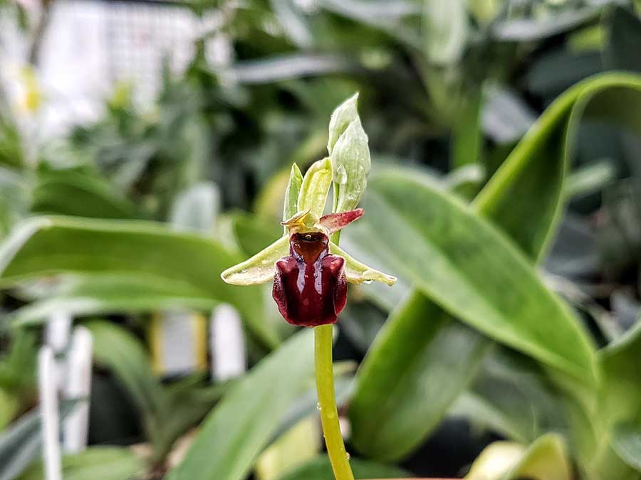 Ophrys bombylifera is commonly known as the bumblebee orchid. Photo by Brandon Tam.